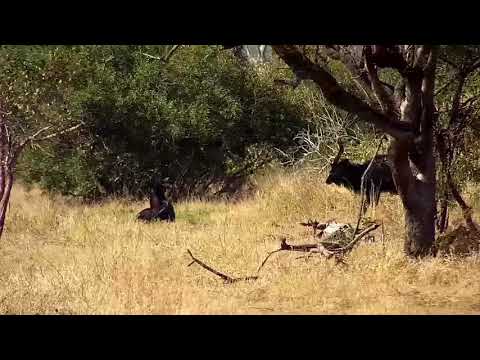 Djuma: Nyala bulls and Impalas - 06:24 - 07/04/21