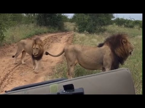Ndhzenga Male Lions following the scent of Talamati young male | Few Days Ago