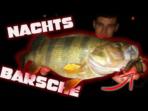 NACHTS Barsche fangen! Mit dieser Technik funktioniert es!