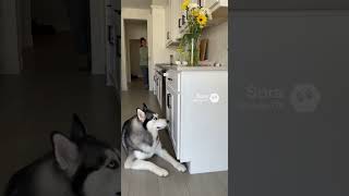 The cat blamed the dog #cats #husky #matercat #pets #funny #catvideos #puppy #kittens #cutedog