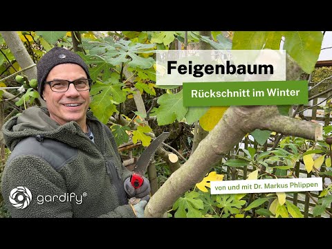 Fig tree: Pruning in winter! When can you remove a large branch?