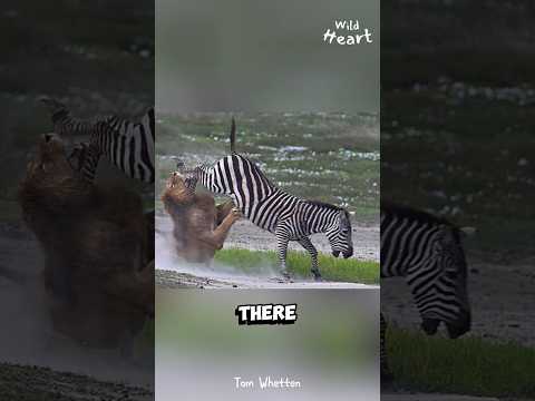 Why We Don't Ride ZEBRAS...