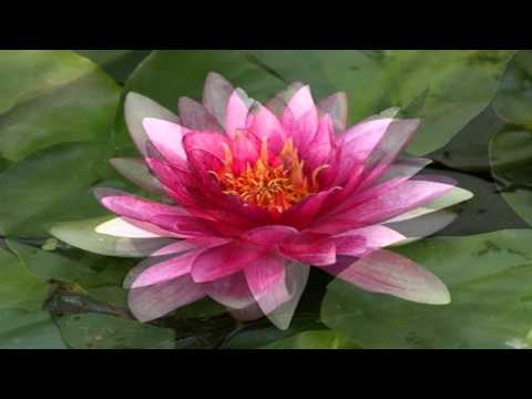 INESSA GALANTE (Aria's in Info) - Decor: Water lilies and Lotus flowers - HD full (wide) screen