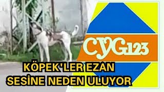 preview picture of video 'KÖPEK'LER EZAN OKUNURKEN NEDEN ULUR'LAR? cyg123 videosu'