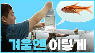 Download lagu From fish delivery to fish tanks, here's how to raise them in winter. mp3