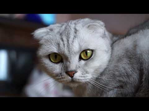 Clever little Cat, a delightful sight!   #KidsMusic #SingAlong#forkids