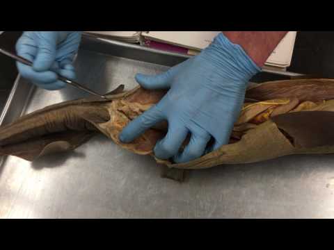 Shark digestive system part 1