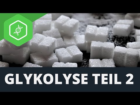 Glykolyse — Teil 2