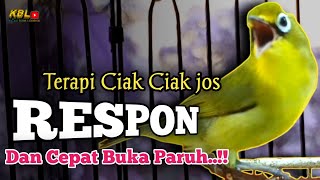 Download lagu CIAK CIAK JOSS KECIAL KUNING AMPUH||PANCINGAN KECIAL MALAS BUNYI|| mp3