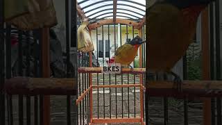 Download lagu Kutilang emas sumatera gacor #kutilangkicau #kicaumania #kutilang mp3