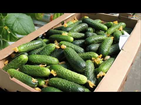 WOW! Amazing New Agriculture Technology - Cucumbers
