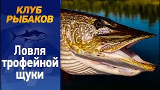 Секреты ловли щуки на спиннинг