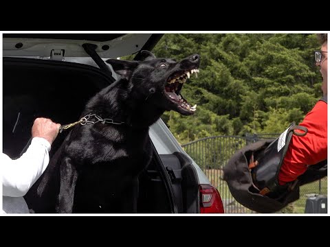 Black German Shepherd Is a Great Deterrent!
