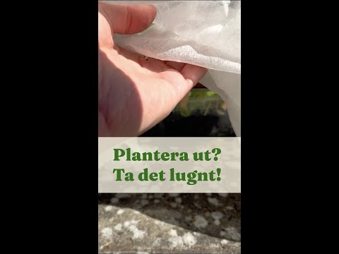 Avhärdning för plantor du odlat upp. Utplantering? Ta det lugnt! - Trädgårdshacks med GardenR