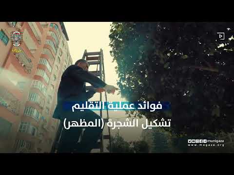 حملة تقليم الأشجار