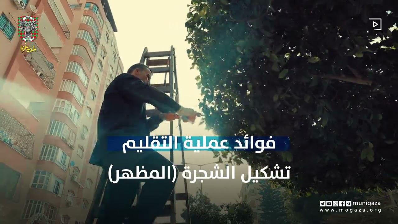 حملة تقليم الأشجار