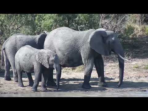 Djuma: Elephant herd and then a lone bull - 14:26 - 08/18/2023