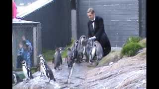 preview picture of video 'Penguin Lunch - Atlantic Sea Park in Ålesund, Norway'