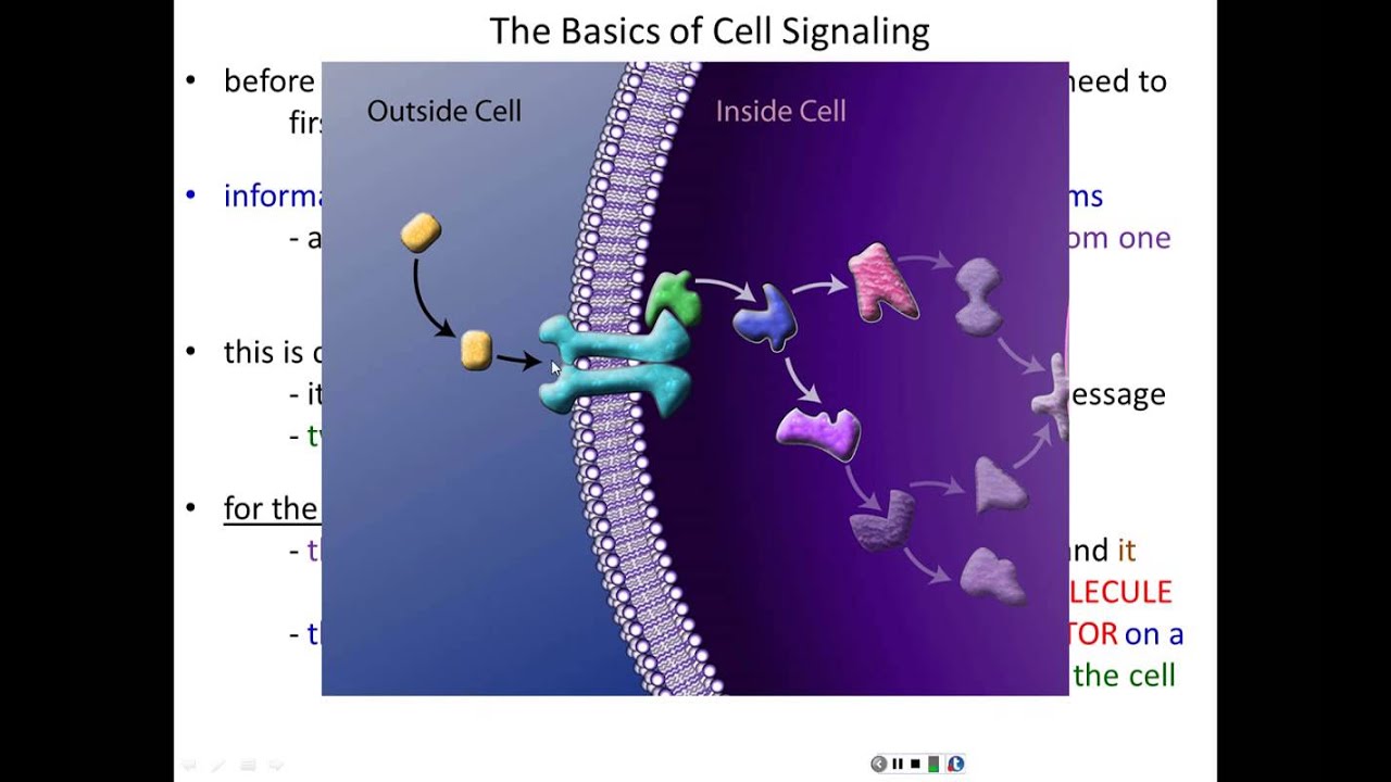 Lecture 18 - Cell Communication