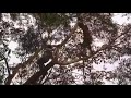 Parakkum Thalika Malayalam Movie Status