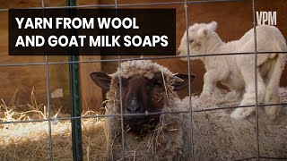 How To Raise Sheep for Wool and Goats for Milk