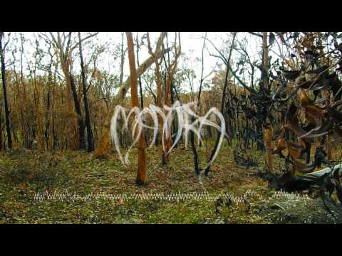 Enviktas - Sound Of Trees (Official Lyric Video)