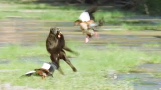 Baboons Hunt Baby Geese | Elephant Nomads of the Namib Desert | BBC Earth