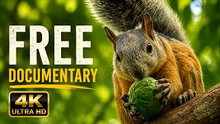 Inside the Forest of Colossal Trees & Cold Juniper Woods | Free Wildlife Documentary