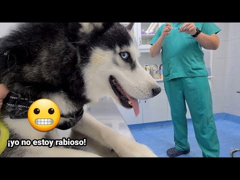 La Cara De Este Perro Cuando Va Al Veterinario No Tiene Precio