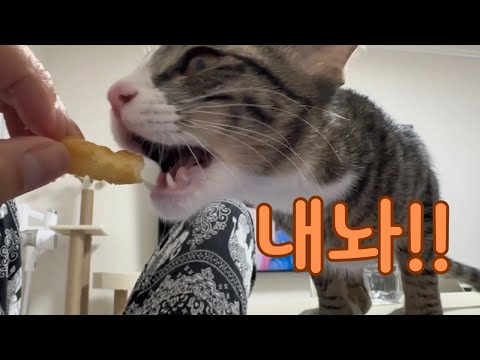 고양이가 과자를 먹는 게 맞아요?