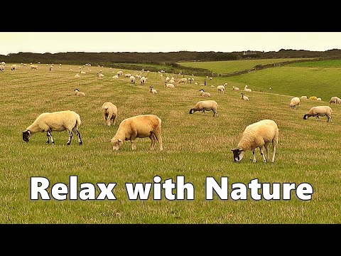 Videos for Dogs - Relax Your Dog TV - 9 HOURS of Sheep Relaxation ~ Relax with Nature