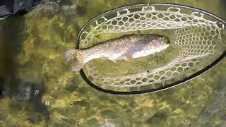 Ken lands large Rainbow Trout