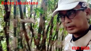 Download lagu Raden JAKALELANA episode 8 Ritual Penarikan Batu Mustika di Kramat Sumur Tuksija di CIKONDANG(2) mp3