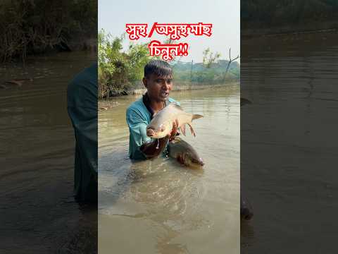 বাজার থেকে মাছ কেনার আগে দেখুন।#foryou #viral #shorts #fish #fishing #fishfarming #fishinglife