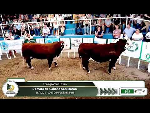 16-10-25 - Remate de Cabaña San Maron - Consignataria Lesiuk - Gral  Conesa, Río Negro