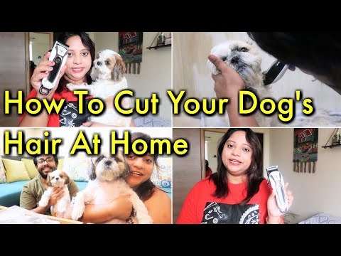 Cut Your Dog's Hair At Home