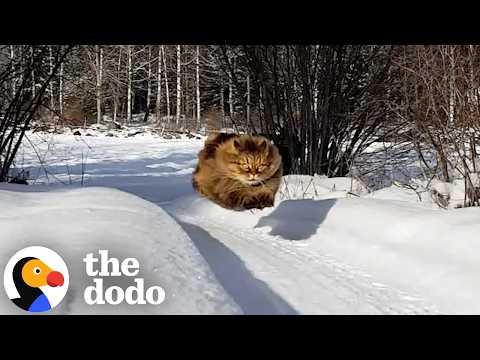 Senior Cat Races Her Dad In The Snow — And Wins Every Time | The Dodo