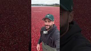 Download lagu The UNEXPECTED Cranberry Harvesting #shorts mp3