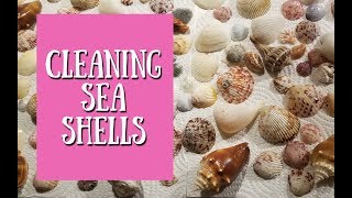 DIY Cleaning Sea Shells