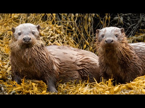 Following a Family of Otters on the Isle of Mull, Scotland | Discover Wildlife | Robert E Fuller
