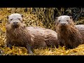 Following A Family Of Otters On The Isle Of Mull Scotland Discover Wildlife Robert E Fuller