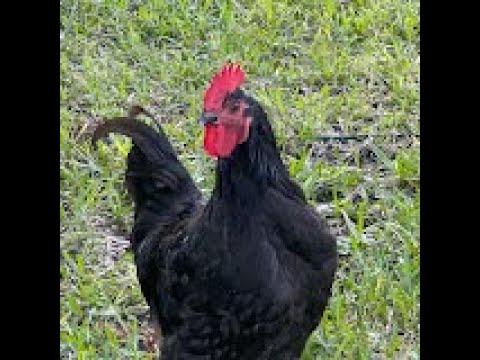 #backyardchickens - Don Antonio Chicken Farm - Backyard Chickens