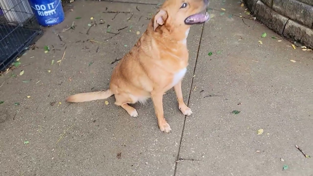 Enlarge Brandy, a ADOPTABLE Labrador Retriever in Mount Sterling, KY video 5/5