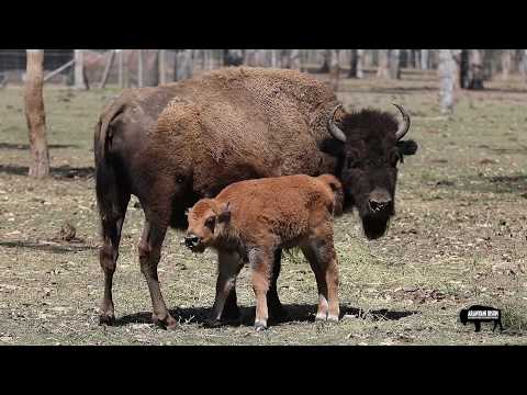 Aranyani Bison Calving Season is Here