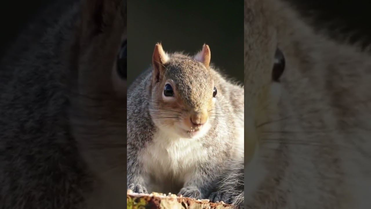 PetVault video preview 10