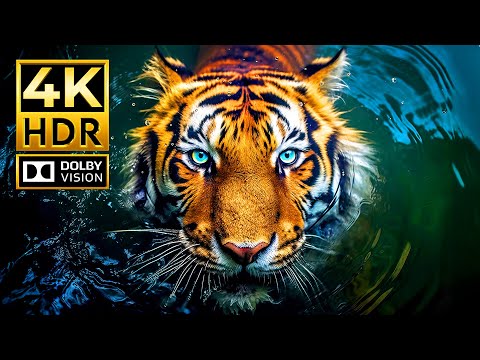 STUNNING 4K ANIMAL WORLD VIDEO | 4K HDR 120 fps Dolby Vision