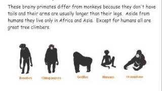 Primate Classification