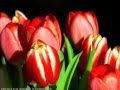 Посвящается родителям!!! Выпускники 2012г.(Ашулук). 
