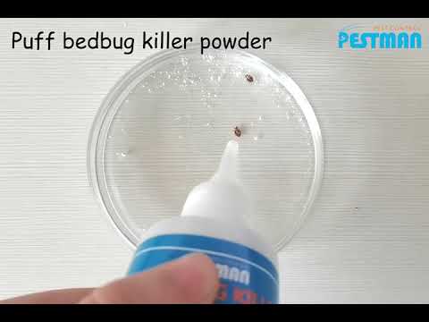 How to kill bedbugs in my house?