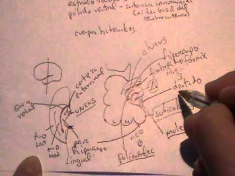 NEUROANATOMIA 2.0: SISTEMA LIMBICO (1)